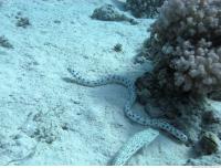 Spotted Snake Eel Ophichthidae 2